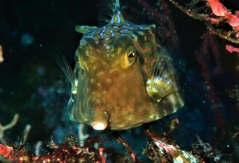 Yuraku Izuoshima  Hostel