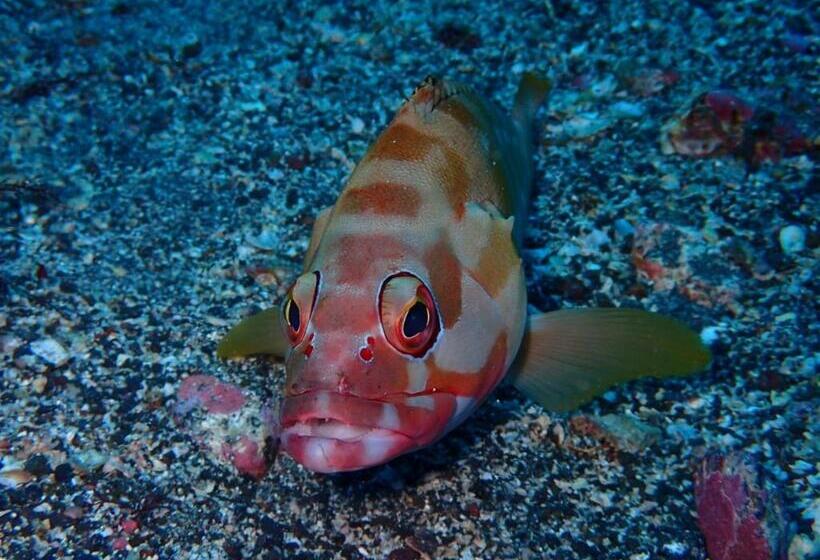 Yuraku Izuoshima  Hostel