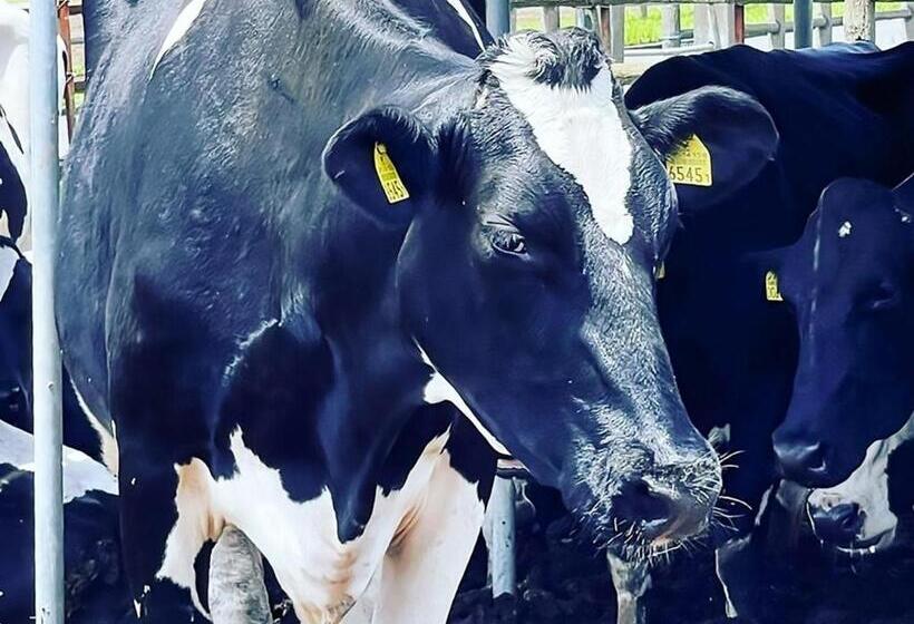 Yuraku Izuoshima  Hostel