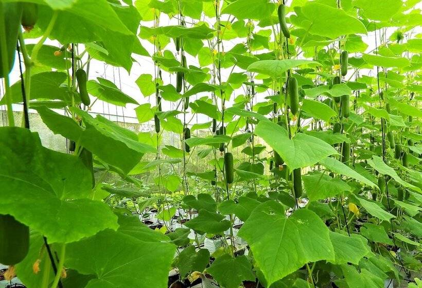 호텔 Apa Villa Illuketia