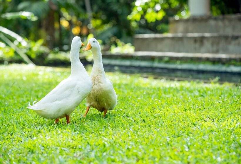 호텔 Apa Villa Illuketia