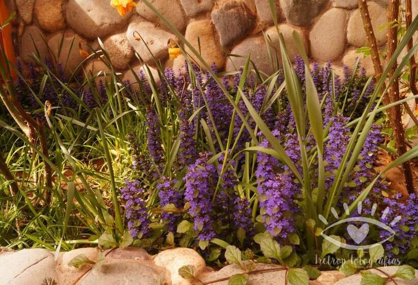 Отель Cabañas Monte Coiron