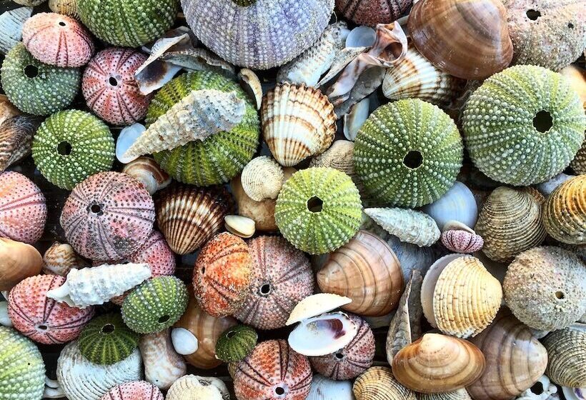 酒店 Kalyon çeşme