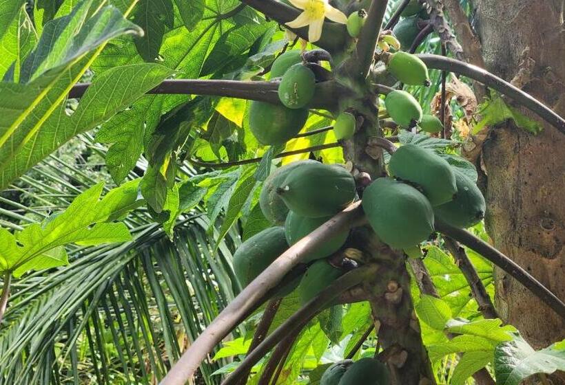 هتل Luz De Luna Bahía Ballena