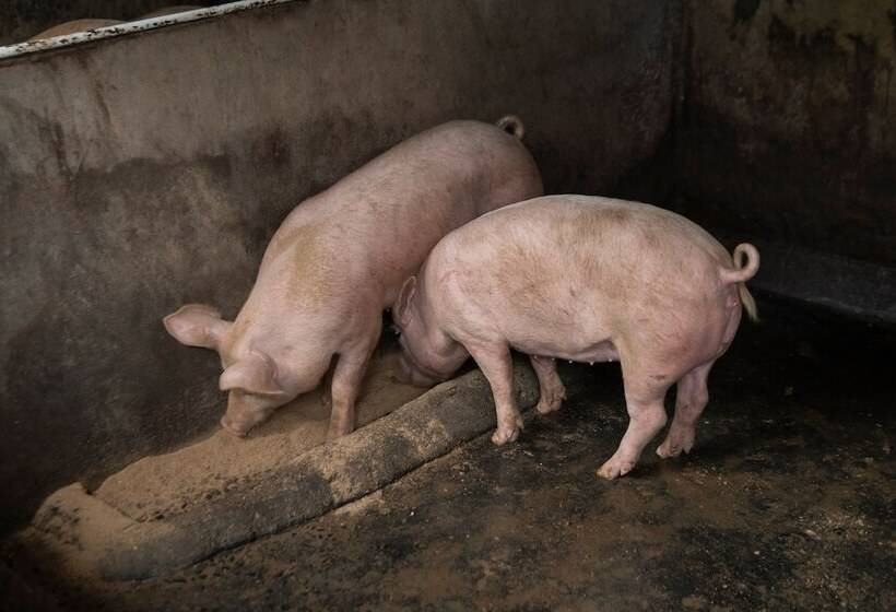 هتل Rancho Margot All Meals Included