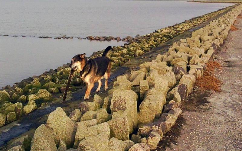 בית מלון כפרי Restaurant, Café Pharisäerhof   Nordseeurlaub Mit Hund