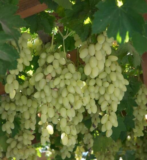 בית מלון כפרי Sarikampos Beach