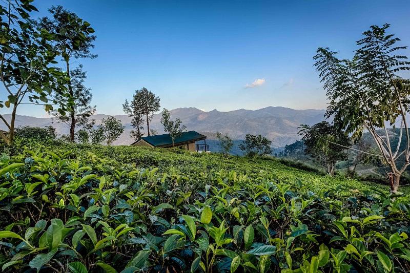 Курорт Madulkelle Tea And Eco Lodge