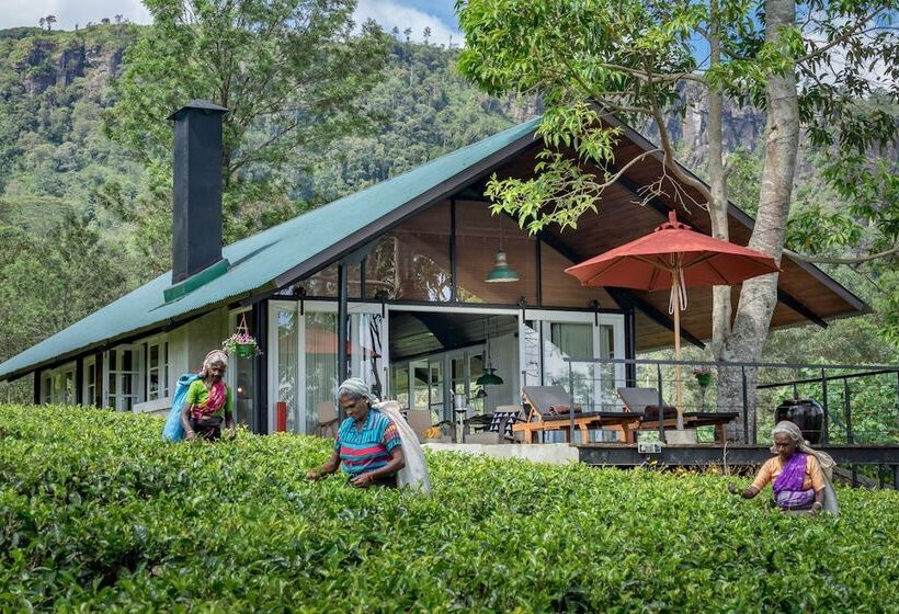 Курорт Madulkelle Tea And Eco Lodge
