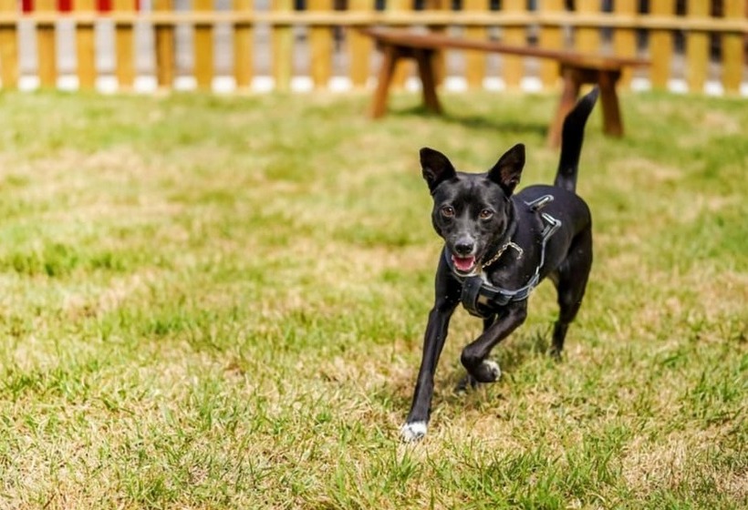 Gangneung Nine One Dog Pension