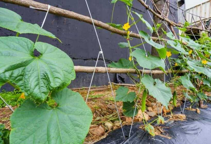 Goesan Morning Of Valley Pension