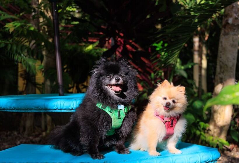 فندق Boutique D Angelo