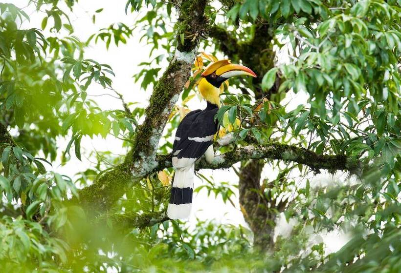 Szálloda Intercontinental Khao Yai Resort By Ihg