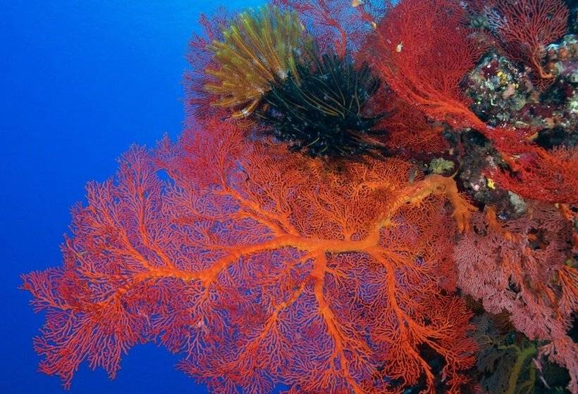 هتل Intercontinental Lifou Wadra Bay Resort By Ihg