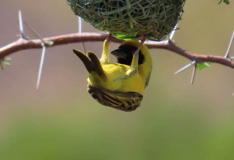 ホテル Mthembuskloof Country Lodge