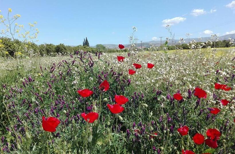 בית מלון כפרי Serenity Tolo