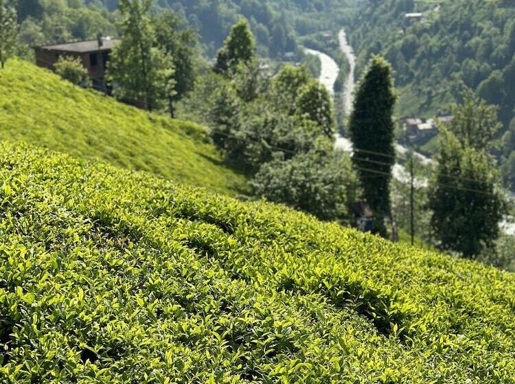 Puleri Suit Bungalow