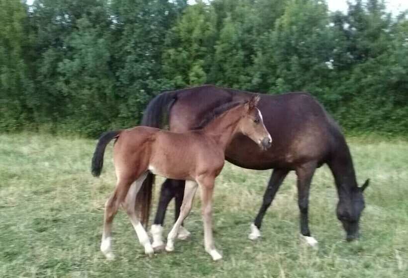 Пансион Chambres Des Lunes