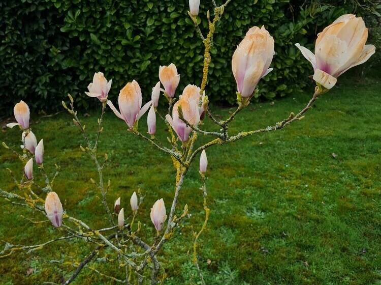 渡假胜地  Green Haven