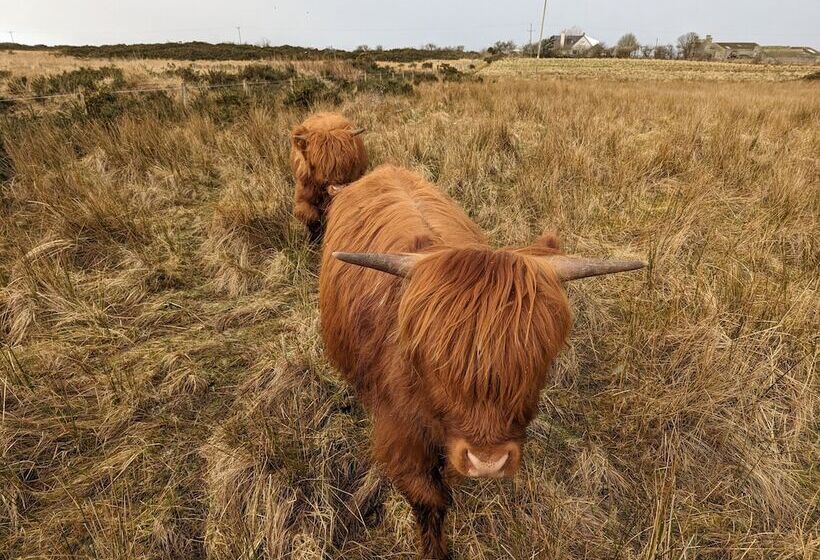 Achmeney Glamping Pod Larger Than Average Pod