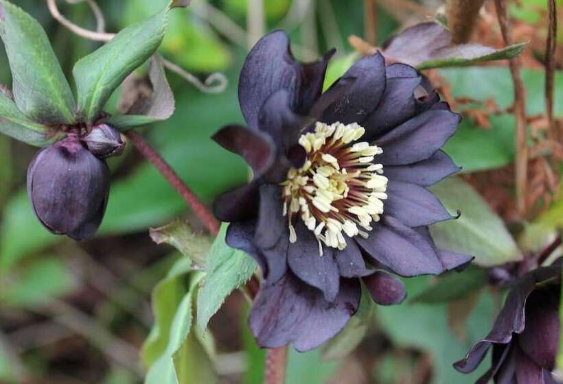 Relaxing Pet Friendly 2 Bed Cottage In Rhandirmwyn