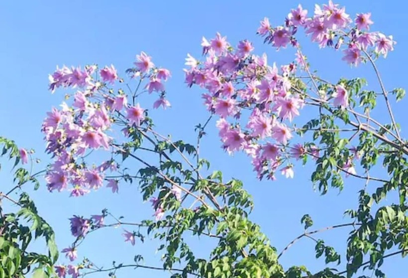 酒店 Goroomgo Zen Oaks Homestay Café Almora