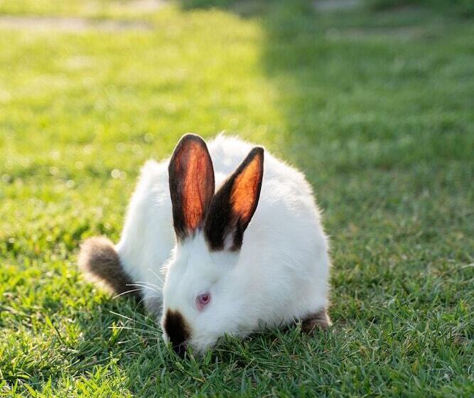 Пансион 5 Chirpici - Small Traditional Resort