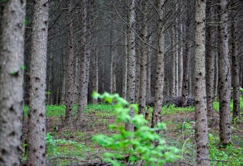 Yangyang Natural We Pension