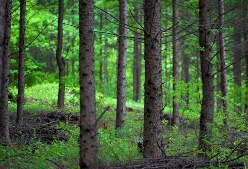 Yangyang Natural We Pension