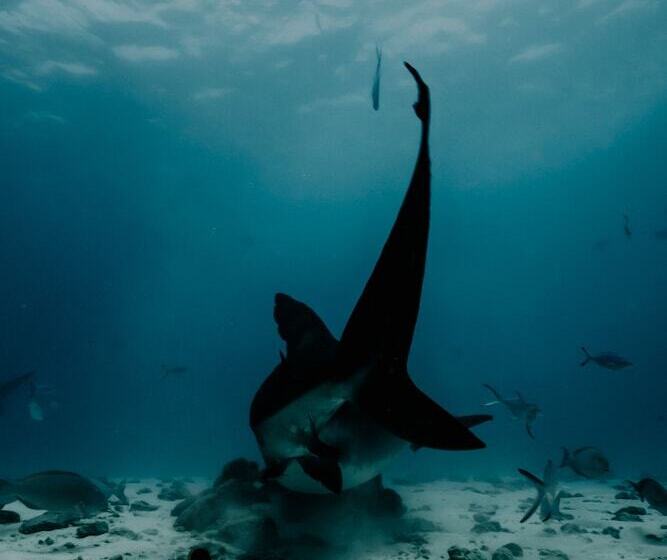 هتل Ataraxis Grand And Spa