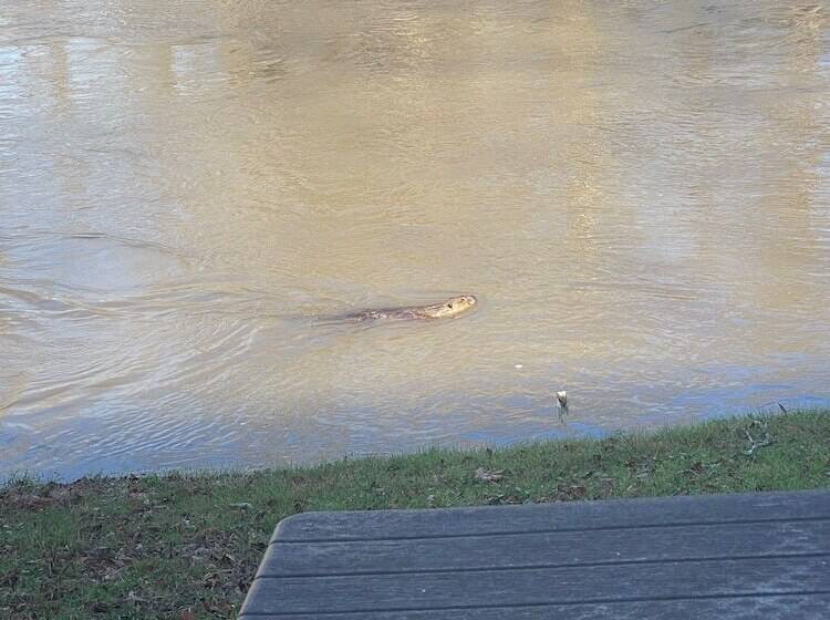فندق River Wellness Lodge