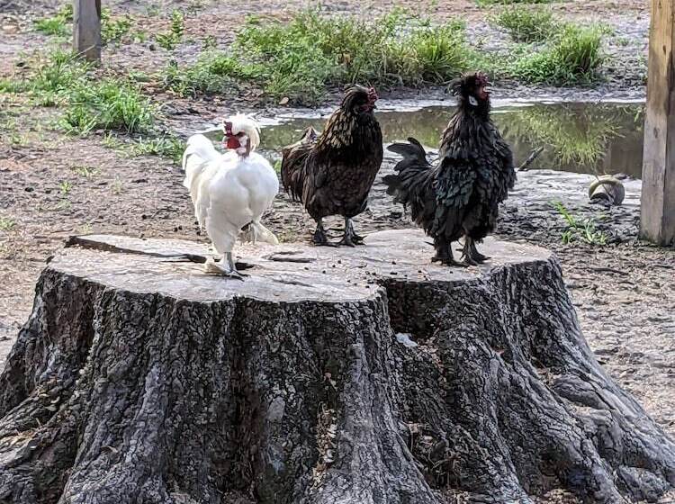 فندق Rooterville Animal Sanctuary