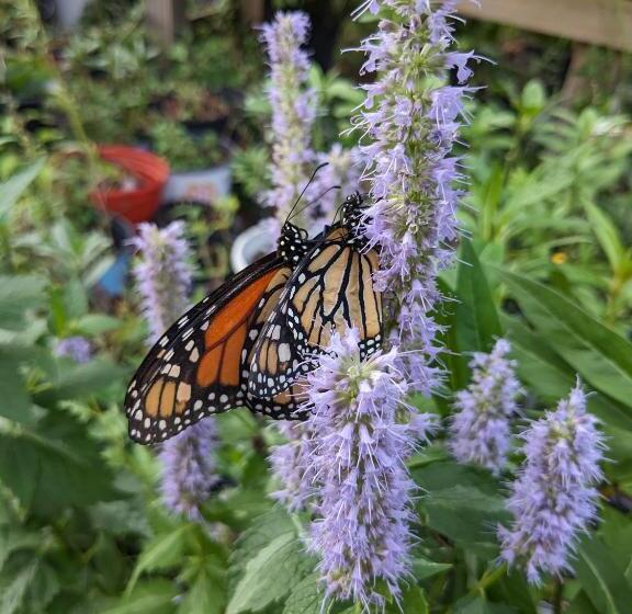 فندق Rooterville Animal Sanctuary