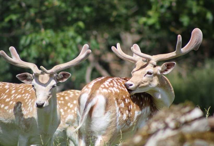 여관 Hôtellerie De L Abbaye