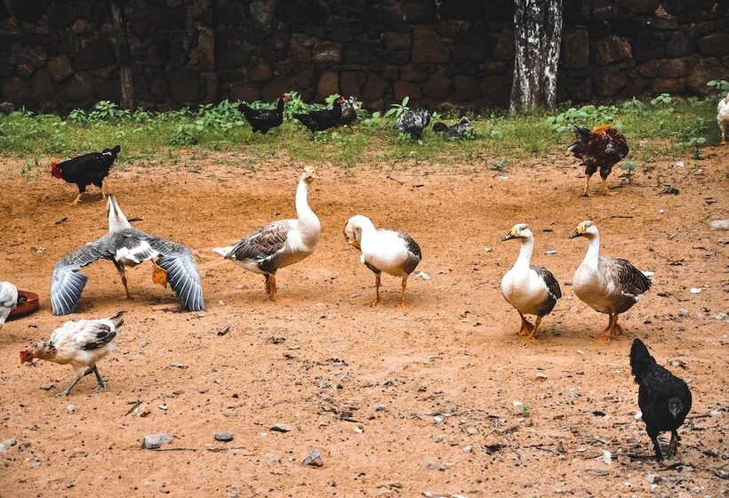 استراحتگاه Clarks Safari Pushkar