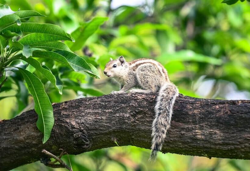 استراحتگاه Clarks Safari Pushkar