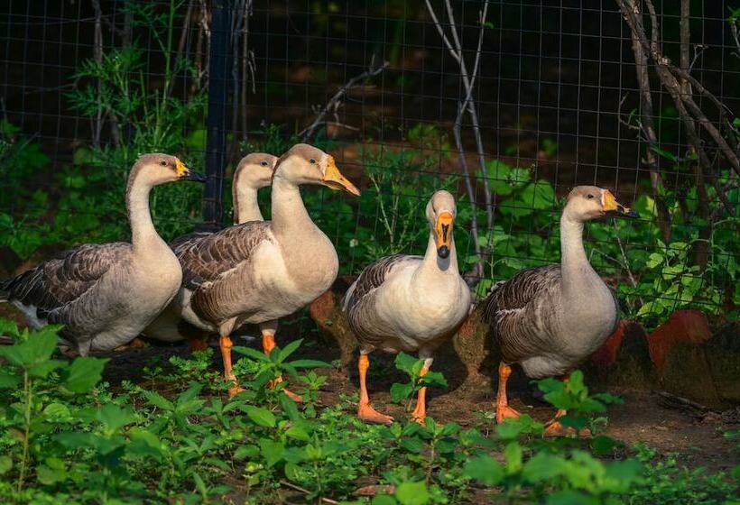 استراحتگاه Clarks Safari Pushkar