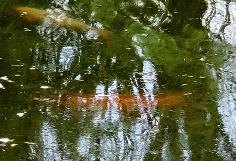 The Design Apartment At Sanctuary Of The Swan Wellness Hotel Swan Rescue Farm