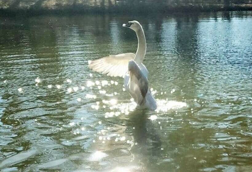 The Design Apartment At Sanctuary Of The Swan Wellness Hotel Swan Rescue Farm