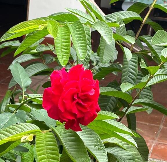 צימר Colonial Palmira