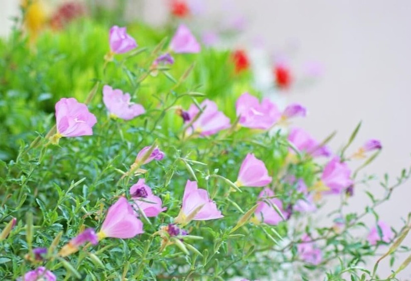 בית מלון כפרי Diamanti