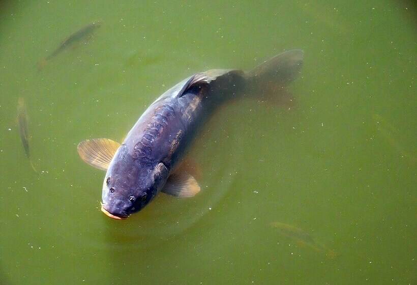 Snow White S House   Farm Park Stay With Hot Tub, Bbq & Fire Pit