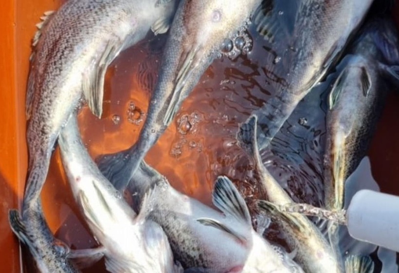 Taean Blue Sea And Pension