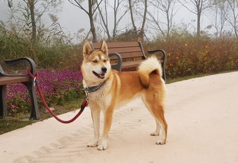 Yanggu Jumoknamu Pension