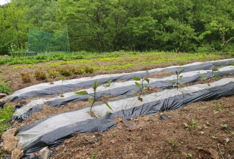 Yecheon Mulmalgeun Sangol Pension