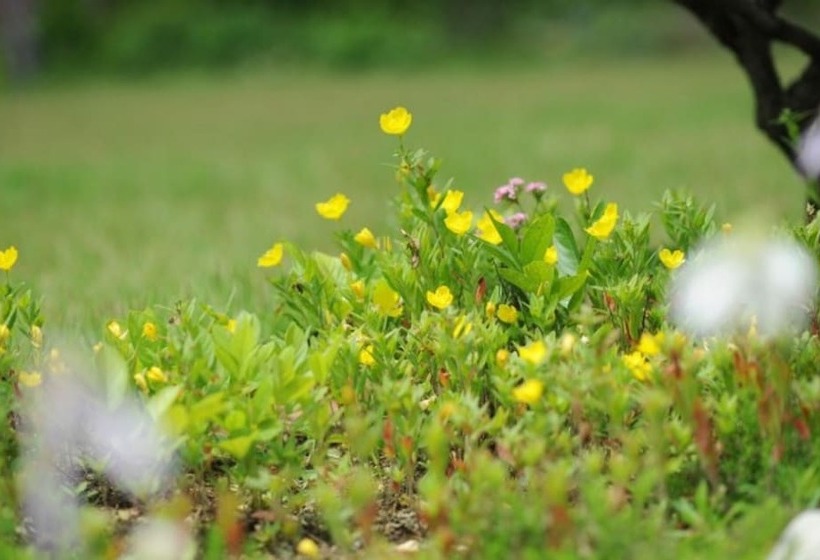 Damyang Clover Pension