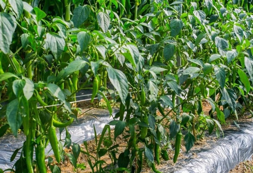 Muju Rainbow Pension