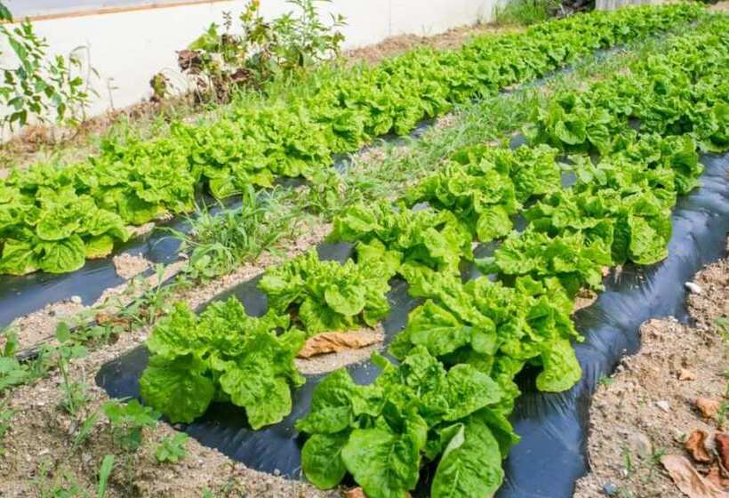 Muju Rainbow Pension