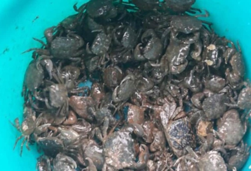 Taean  Gold House Pension