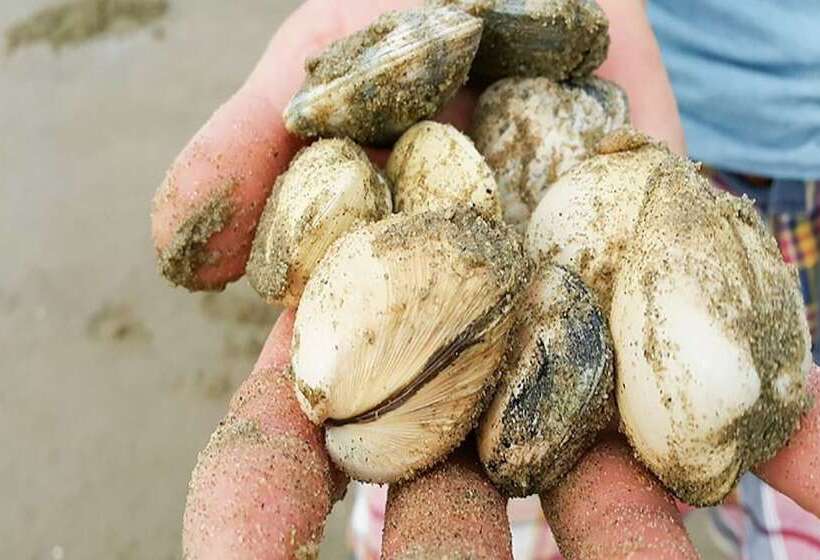 Taean Haneesol Pension